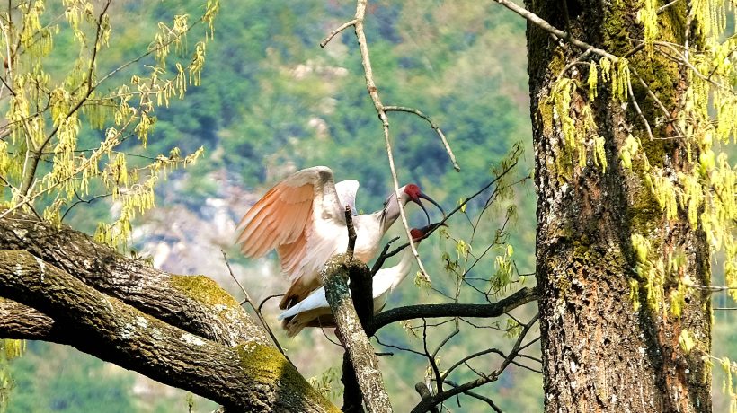 鎮(zhèn)巴縣境內(nèi)發(fā)現(xiàn)國家一級保護動物—朱鹮插圖7