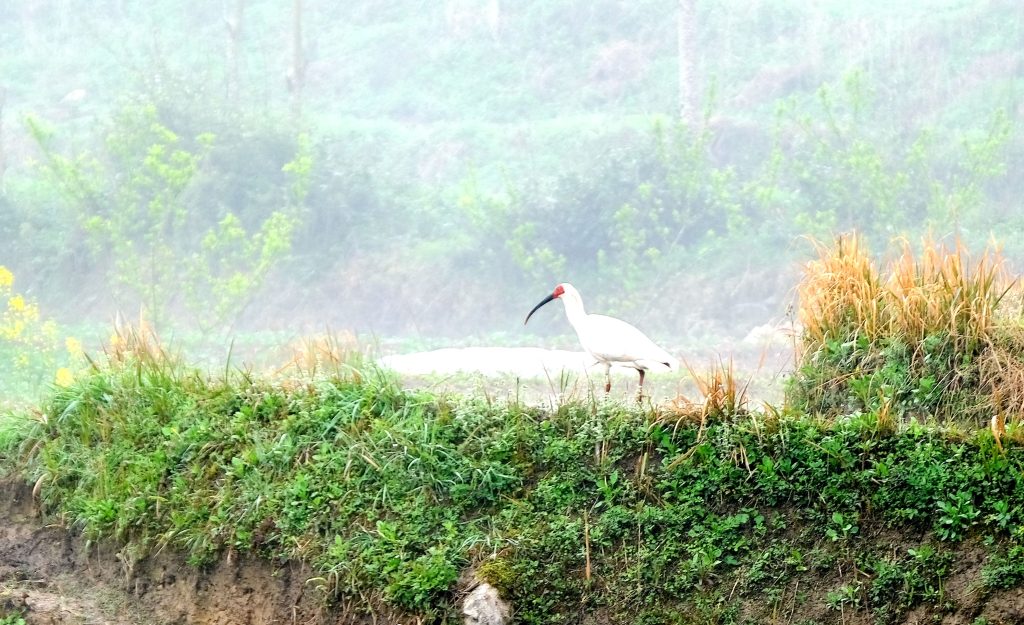 鎮(zhèn)巴縣境內(nèi)發(fā)現(xiàn)國家一級保護動物—朱鹮插圖4