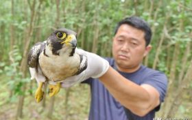 寧強成功救治國家二級重點保護動物游隼縮略圖