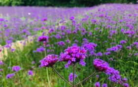 陜西夏日賞花乘涼攻略來(lái)了 快收下這份季節(jié)限定美好縮略圖