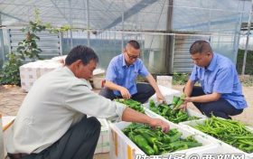 漢中車務(wù)段：育出“有機(jī)菜” 托起“致富夢”縮略圖