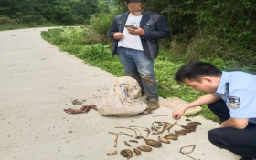 @漢中人！野生天麻，挖不得！縮略圖