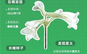 秦嶺新物種圖鑒：開啟生物多樣性名場面縮略圖