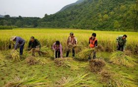 漢中市略陽縣：又是一年好“豐”景縮略圖