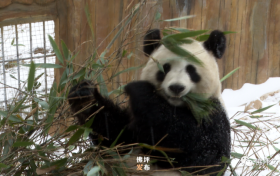 滿地撒歡打滾兒！佛坪大熊貓雪中“賣萌”根本停不下來！縮略圖