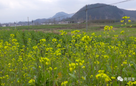 漢中陳村旅游環(huán)線6000畝油菜花海即將盛放縮略圖