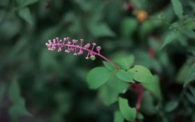 警惕花粉過(guò)敏 | 秋季花粉致敏性更強(qiáng)！縮略圖