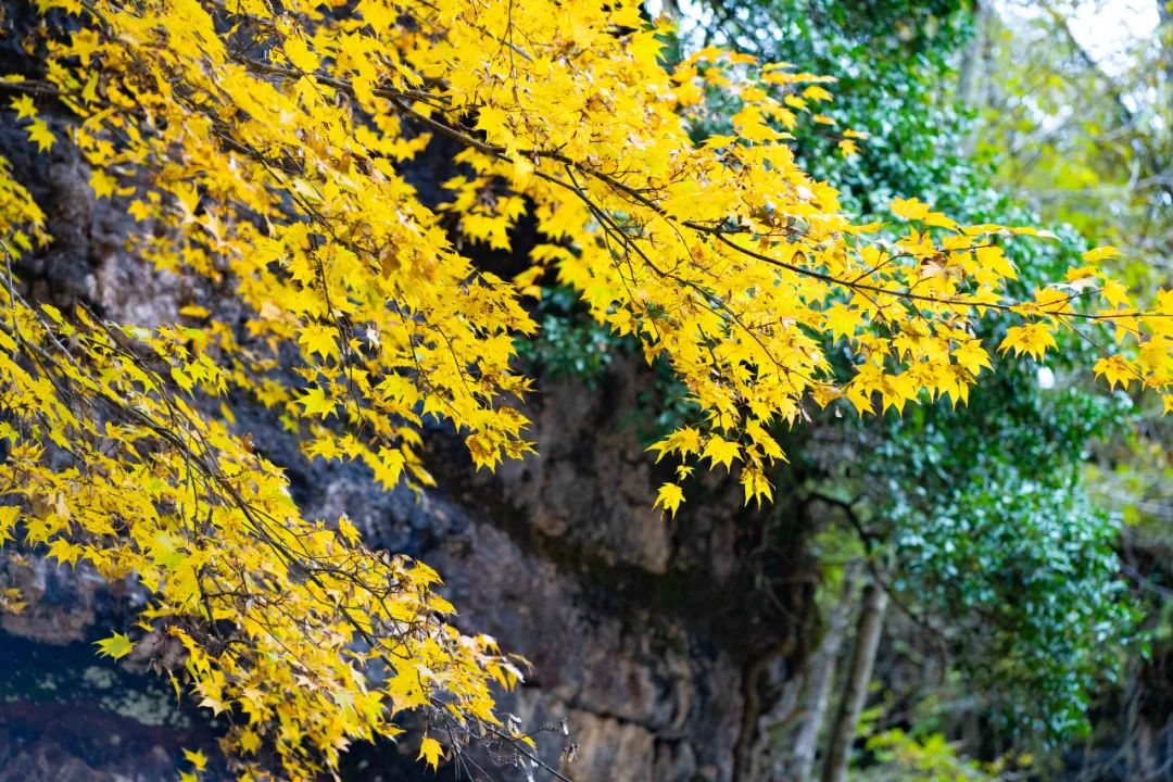 10月1日，漢中黎坪景區(qū)秋高氣爽、景色秀美，還不擁擠，趕緊出發(fā)嘍！