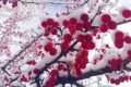 宛若仙境！漢臺(tái)景區(qū)絕美雪景上線縮略圖