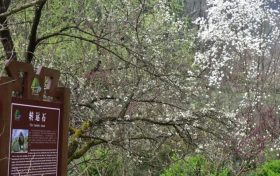 周日陜西天氣晴朗 適宜踏青賞花縮略圖