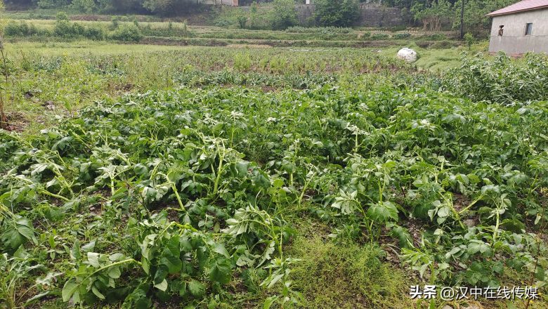 5月7日，漢中市寧強縣突降暴雨及冰雹部分區(qū)域莊稼受損嚴重插圖3