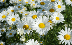 沙窩村：雛菊花開多爛漫 不負初夏好時光縮略圖