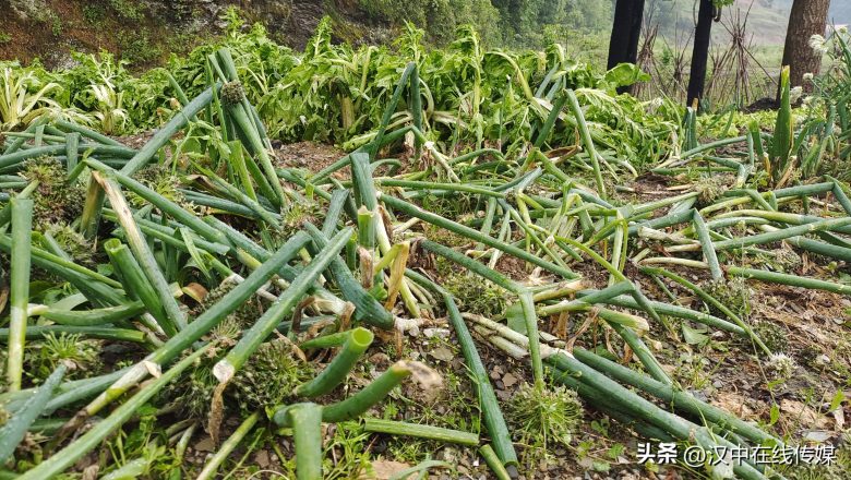 5月7日，漢中市寧強縣突降暴雨及冰雹部分區(qū)域莊稼受損嚴重插圖