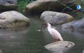 落地陜西！朱鹮國家保護研究中心獲批縮略圖